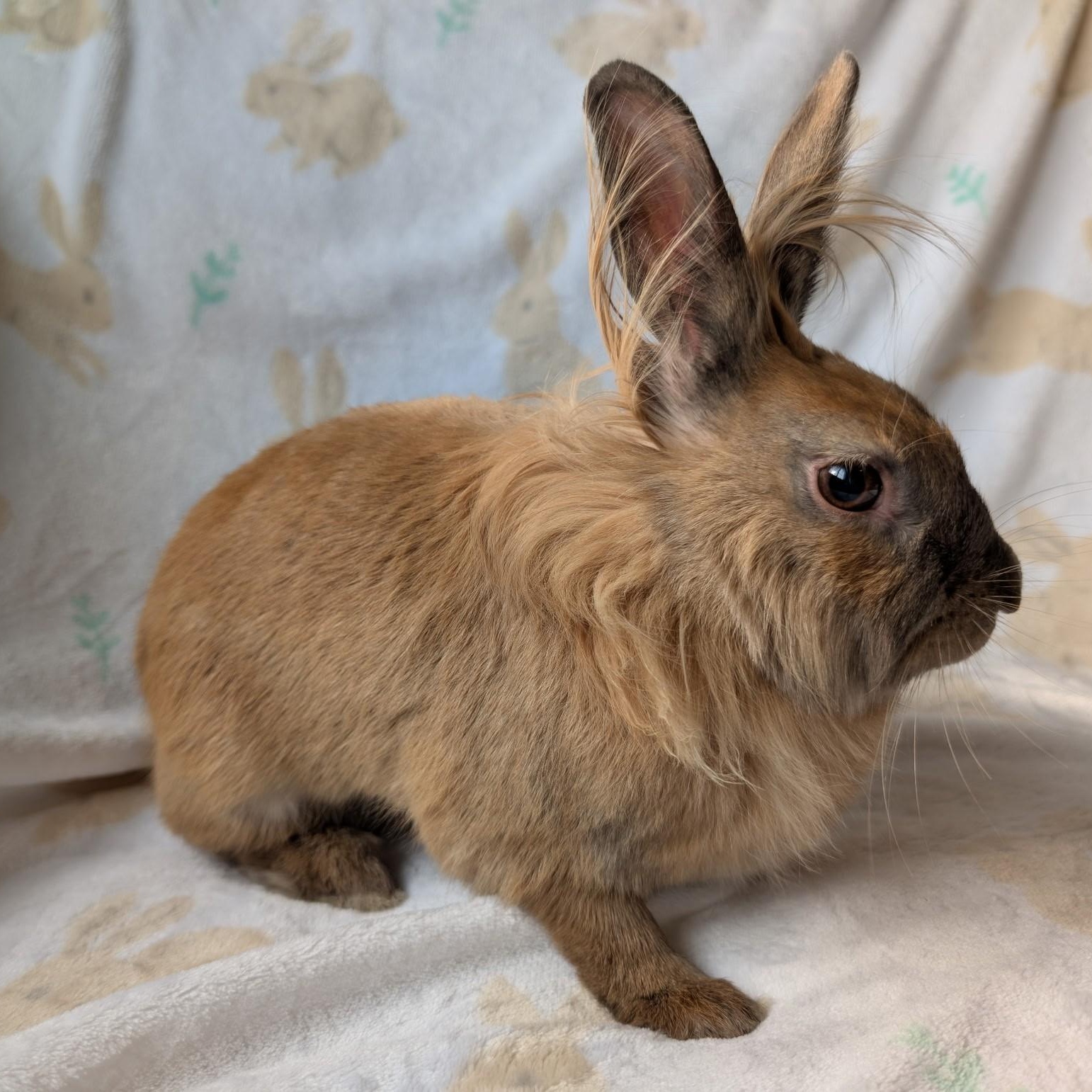 Enlarge Zora, a Adoptable Lionhead in Salt Lake City, UT image 3/5