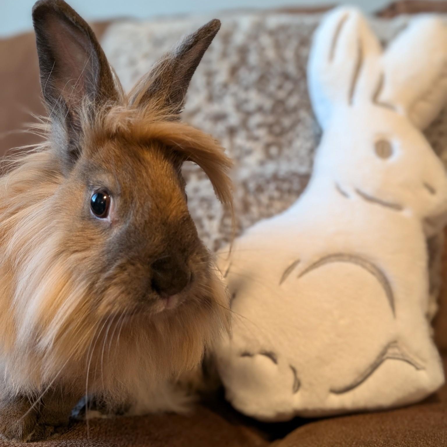 Zora, Adoptable, Adult Female Lionhead.
