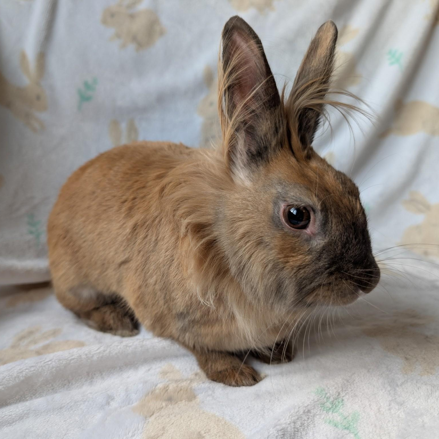 Enlarge Zora, a Adoptable Lionhead in Salt Lake City, UT image 4/5