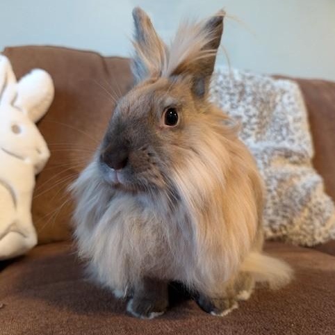 Enlarge Zora, a Adoptable Lionhead in Salt Lake City, UT image 3/6