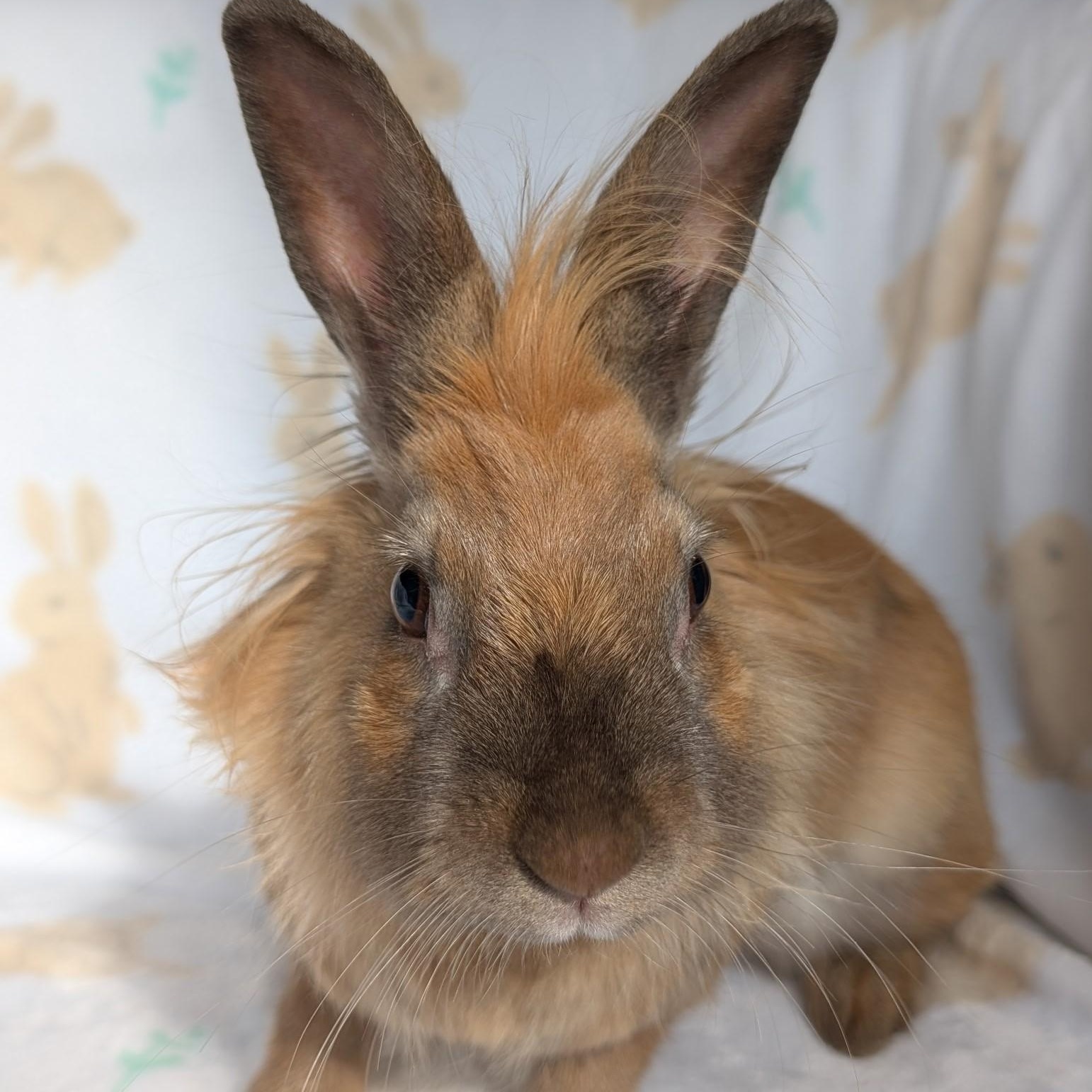 Enlarge Zora, a Adoptable Lionhead in Salt Lake City, UT image 5/5