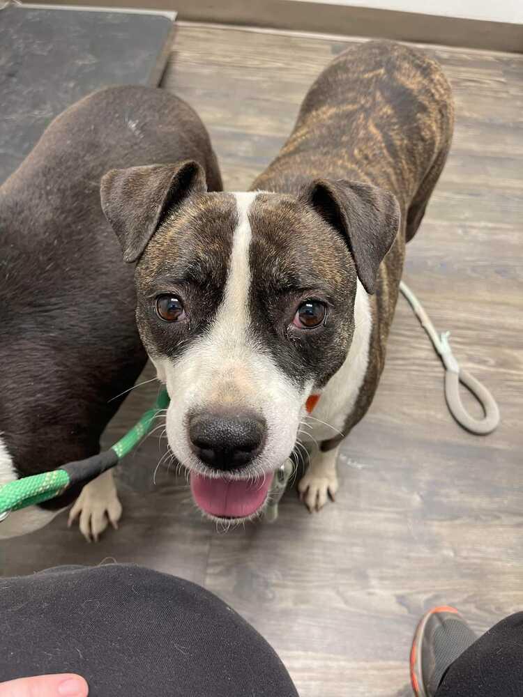 Enlarge Laverne, a Adoptable mixed breed in Lone Oak, TX image 3/6