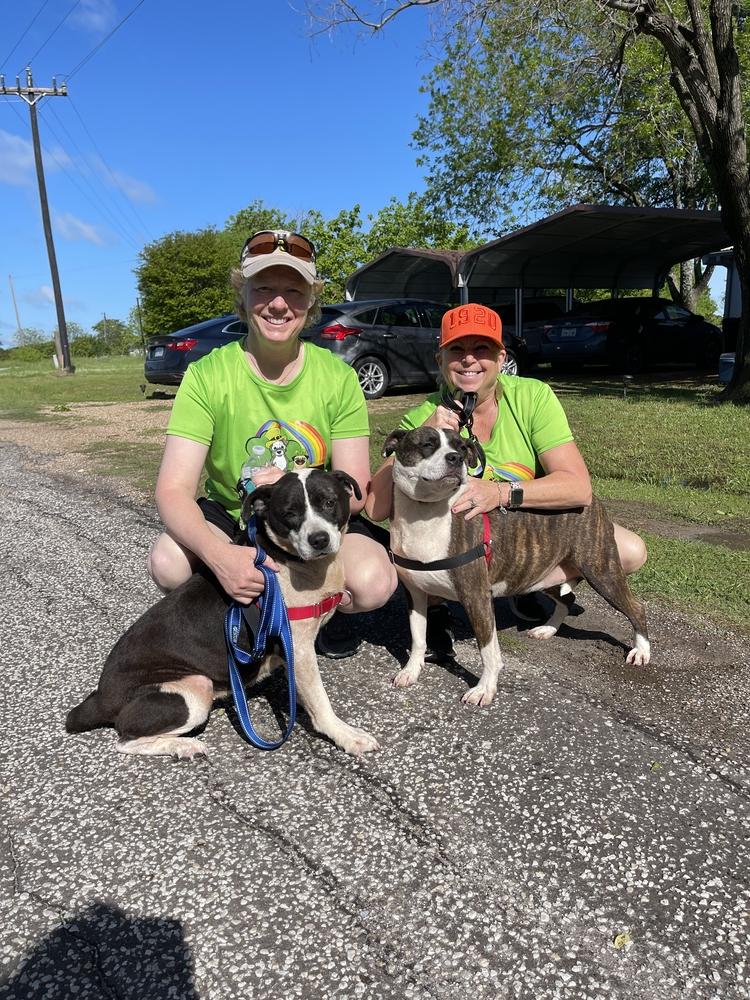 Enlarge Laverne, a Adoptable mixed breed in Lone Oak, TX image 5/6
