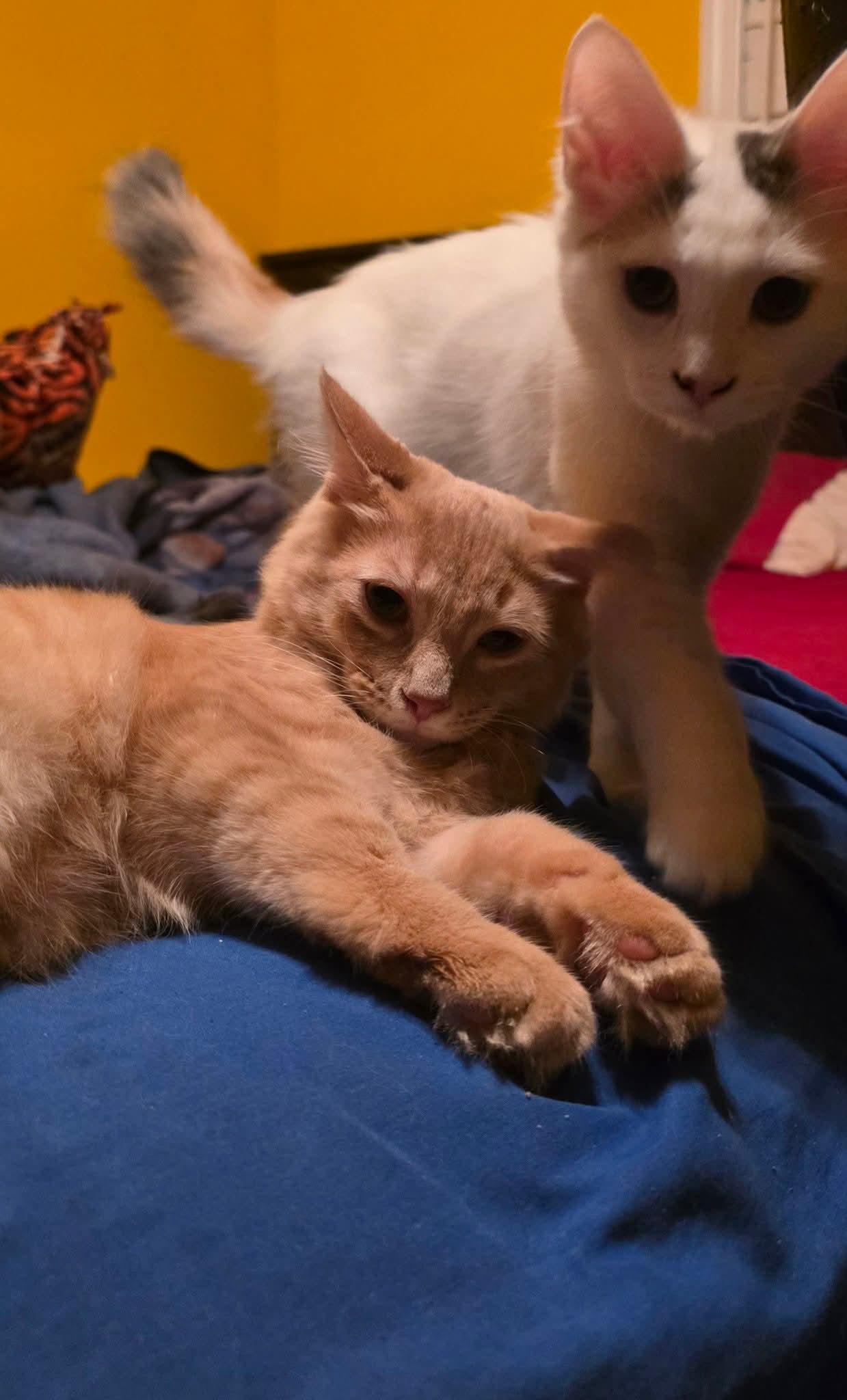 Adrian & Trout - bonded buddies, ADOPTABLE, Young Female Domestic Short Hair.