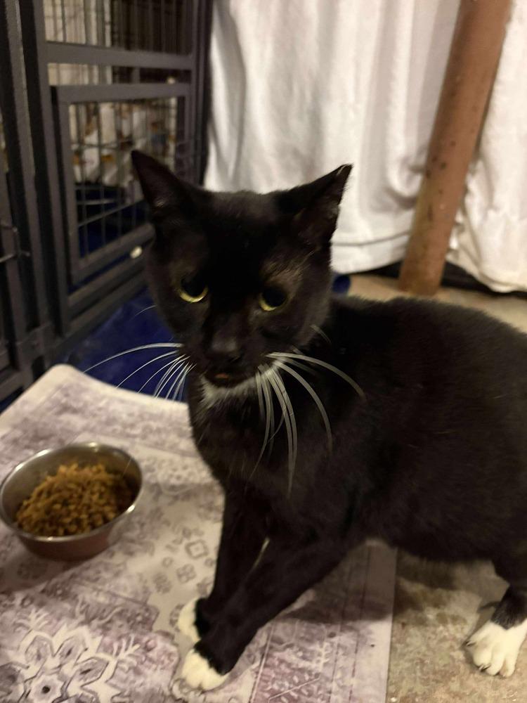 Washing Machine, Adoptable, Kitten Male Domestic Short Hair.