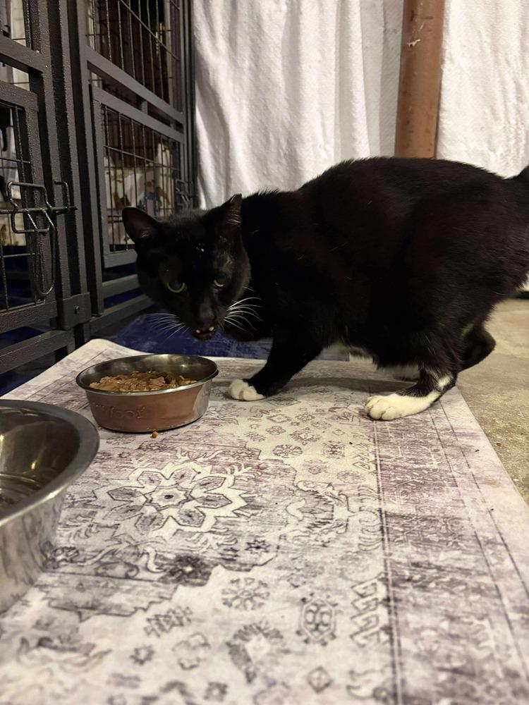 Enlarge Washing Machine, a Adoptable mixed breed in Valley Stream, NY image 2/4