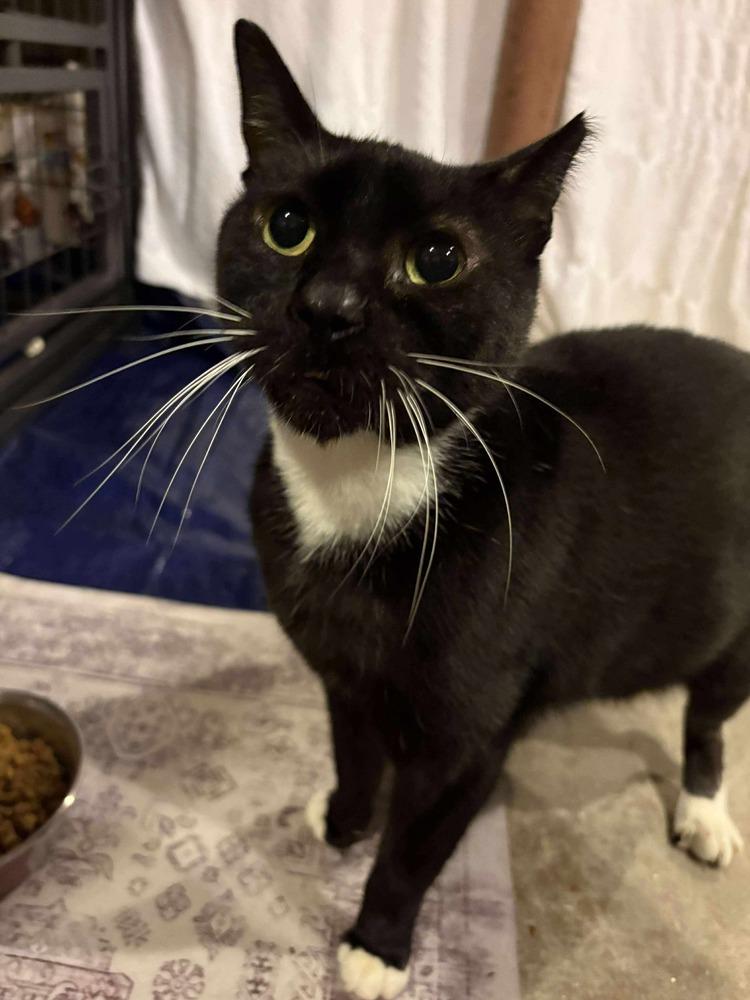 Enlarge Washing Machine, a Adoptable mixed breed in Valley Stream, NY image 3/4