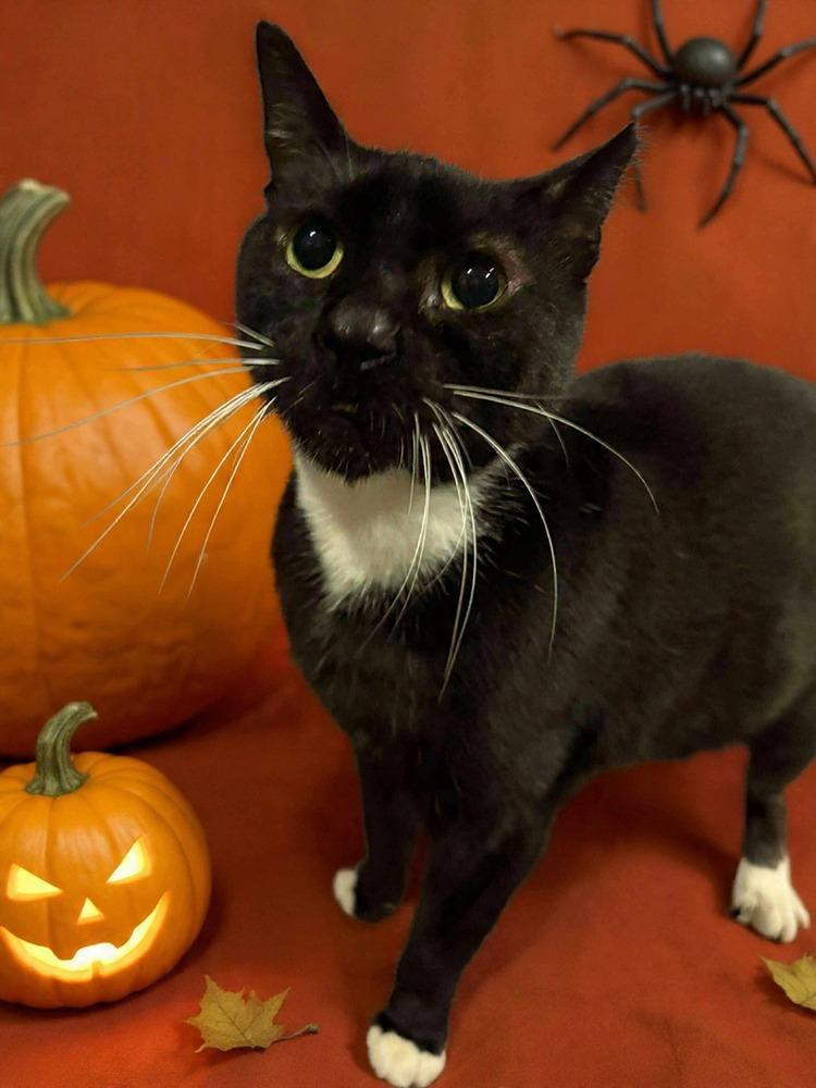 Enlarge Washing Machine, a Adoptable mixed breed in Valley Stream, NY image 4/4