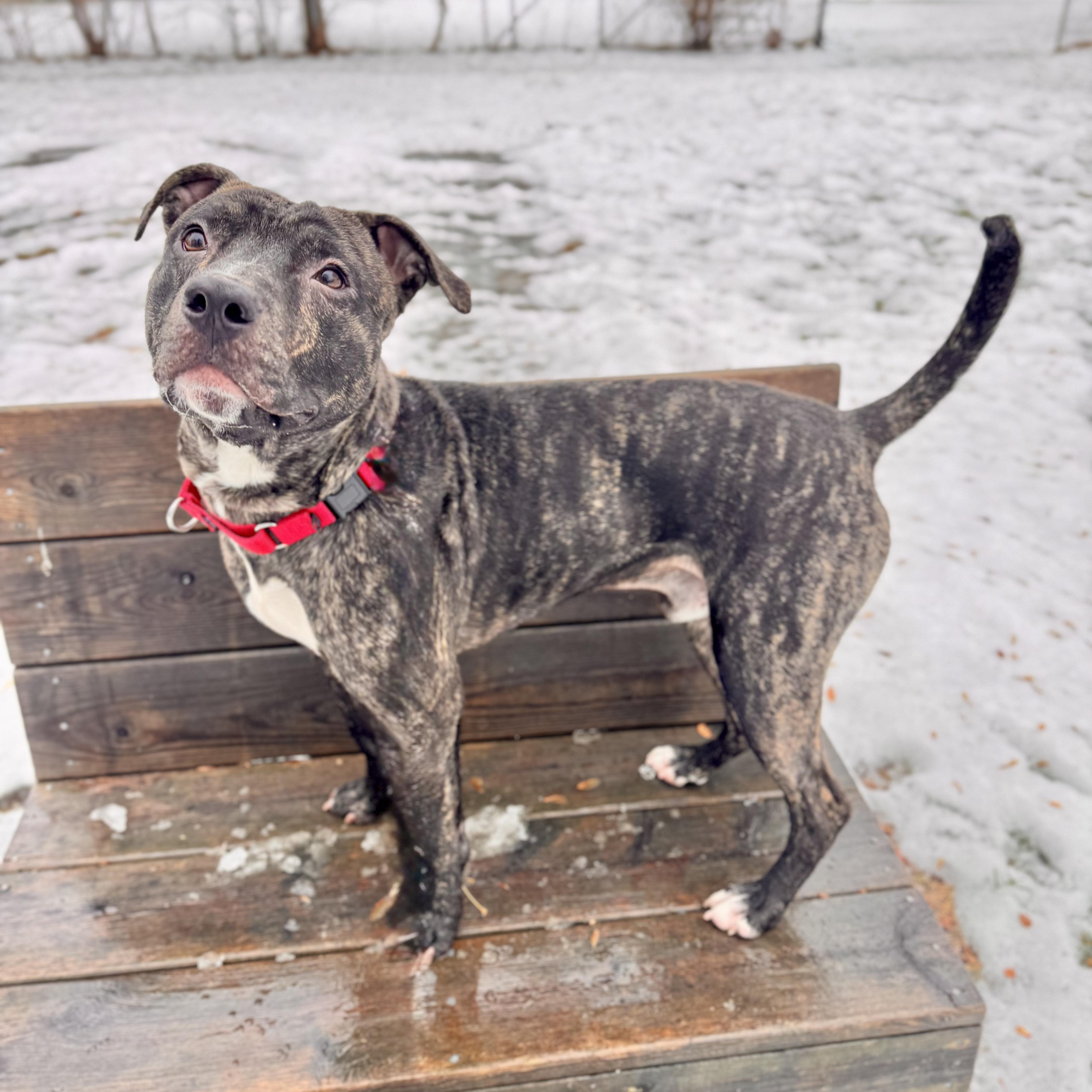 Enlarge Deebo, an adoptable Mixed Breed in Midland, MI image 3/6