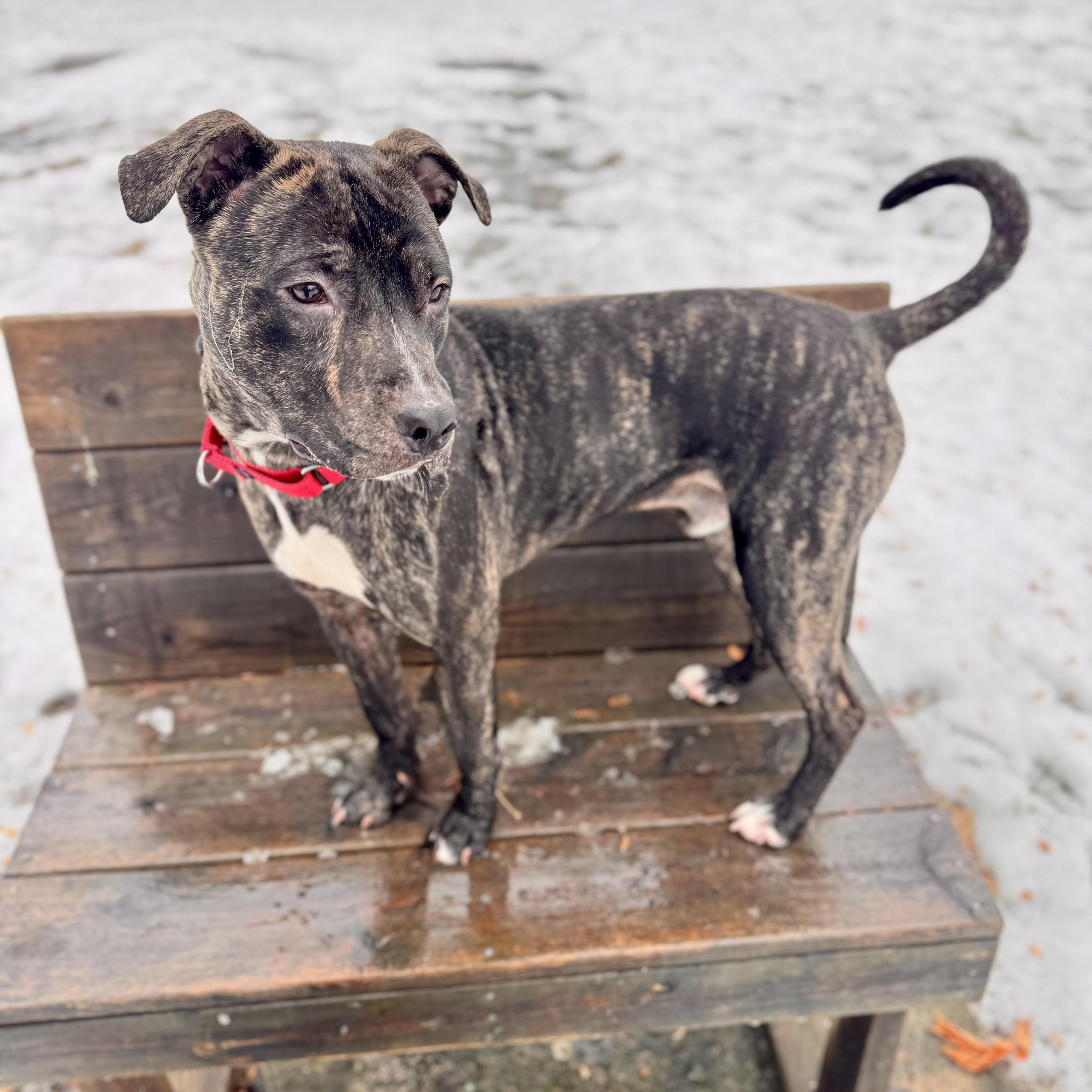 Enlarge Deebo, an adoptable Mixed Breed in Midland, MI image 5/6