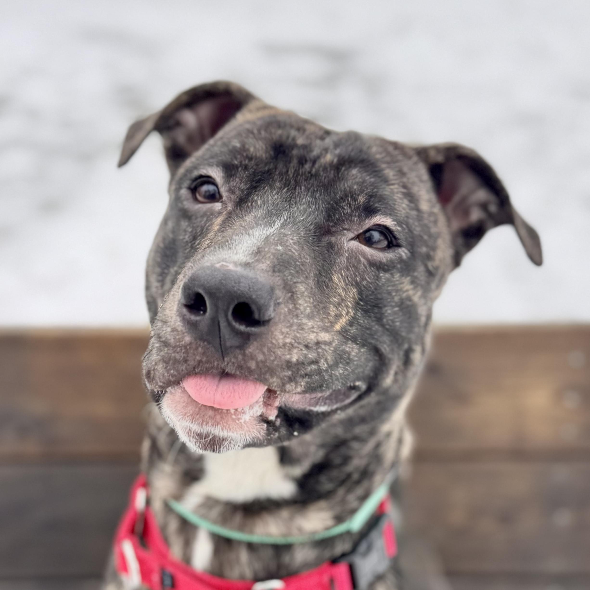 Enlarge Deebo, an adoptable Mixed Breed in Midland, MI image 1/6