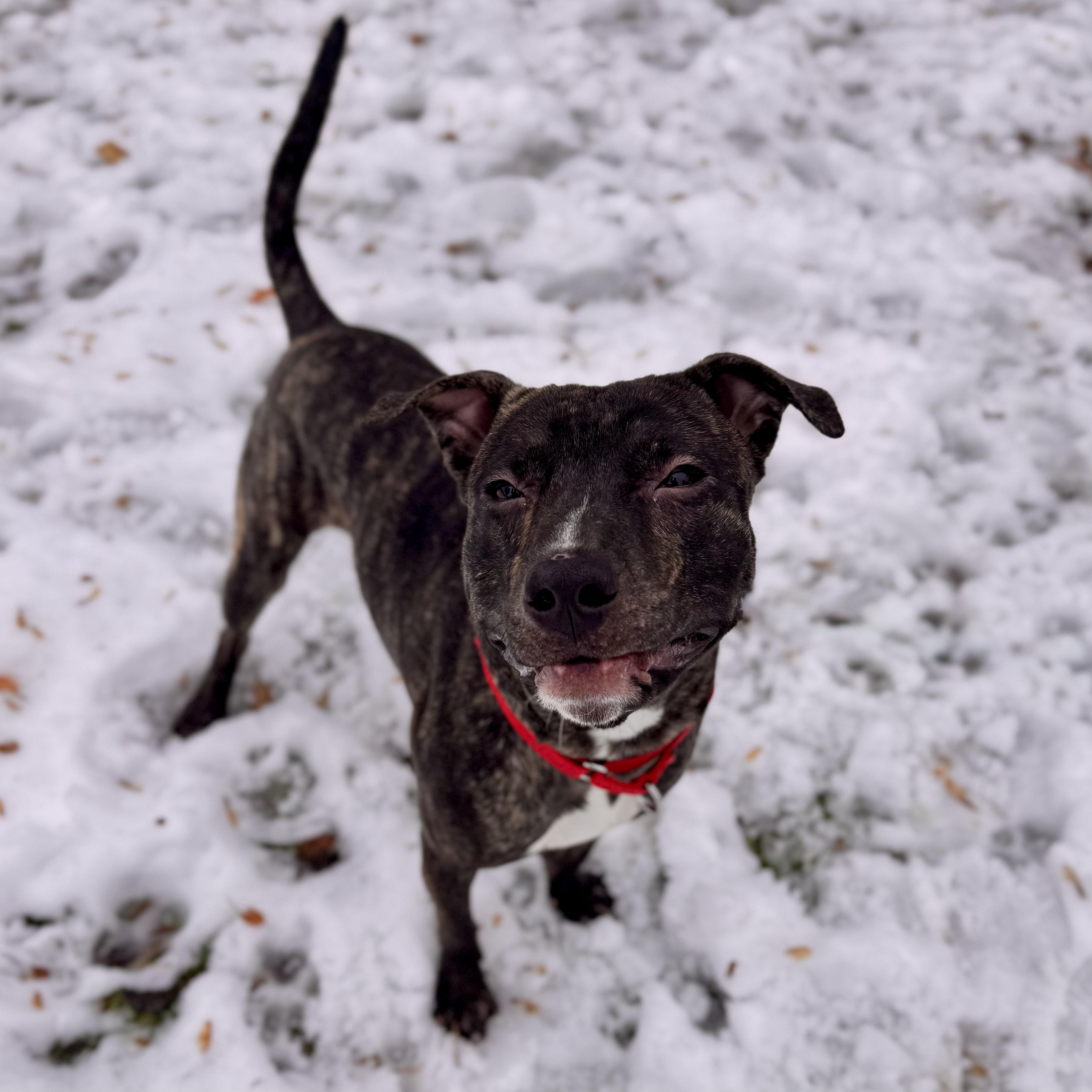 Enlarge Deebo, an adoptable Mixed Breed in Midland, MI image 4/6