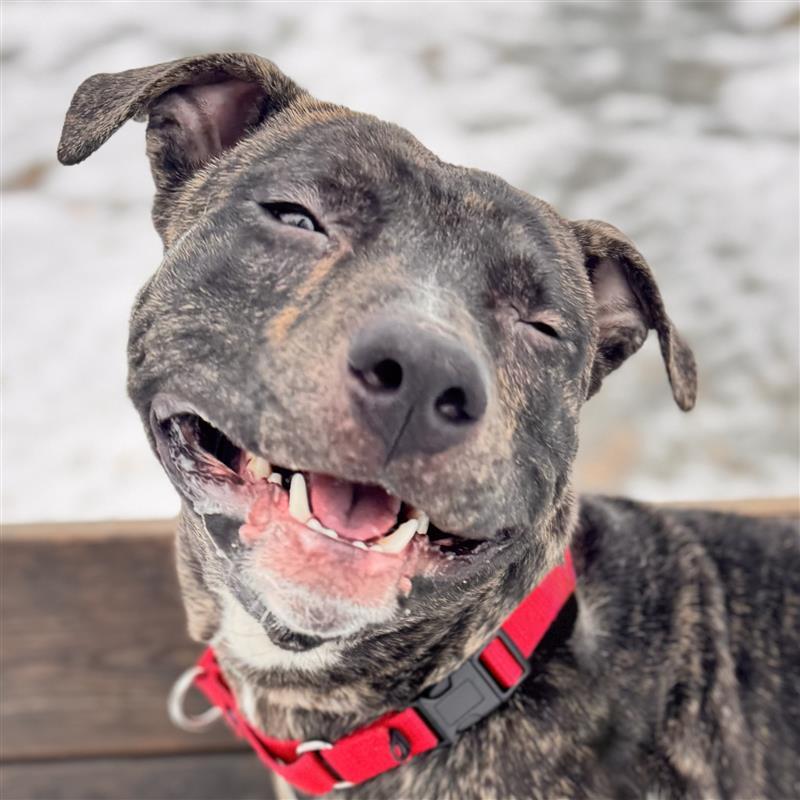 Enlarge Deebo, an adoptable Mixed Breed in Midland, MI image 2/6