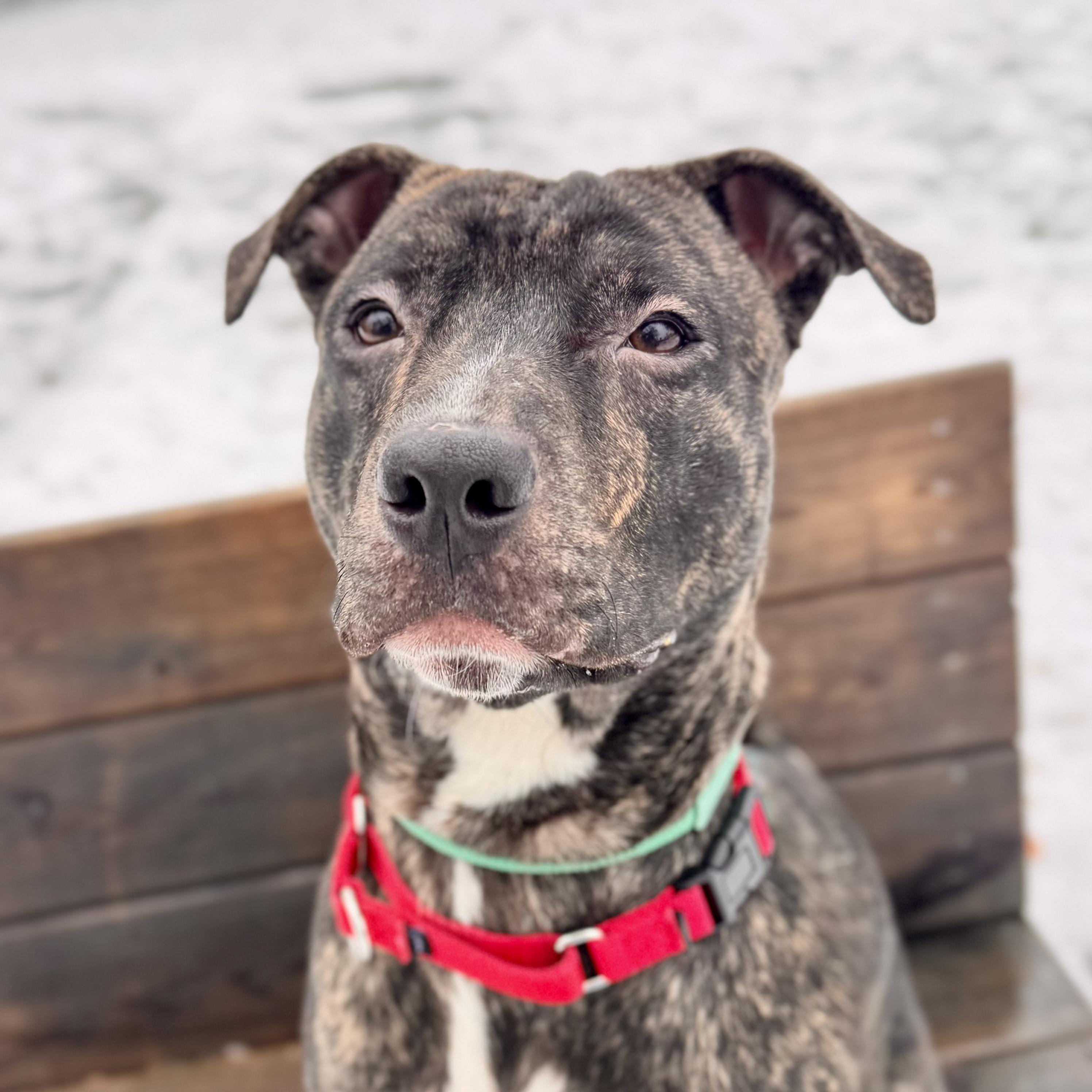 Enlarge Deebo, an adoptable Mixed Breed in Midland, MI image 6/6