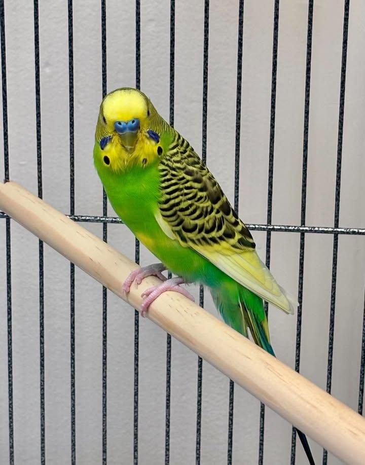 Sweetie, Adoptable, Adult Unknown Parakeet (Other).