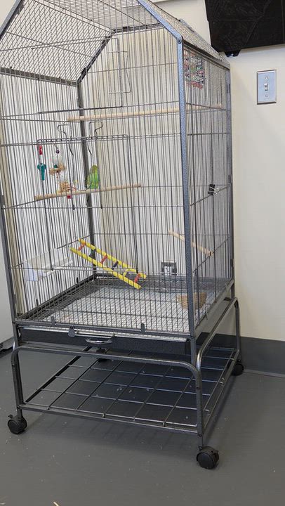 Enlarge Sweetie, a Adopted Parakeet (Other) in East Providence, RI video 2/2