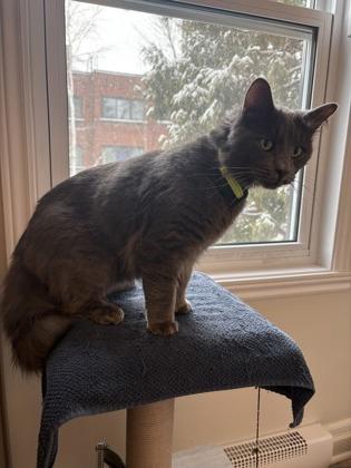 Bleuet, Adoptable, Young Male Domestic Medium Hair.