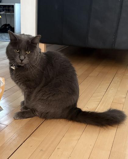 Enlarge Bleuet, a Adoptable Domestic Medium Hair in Montreal, QC image 2/3