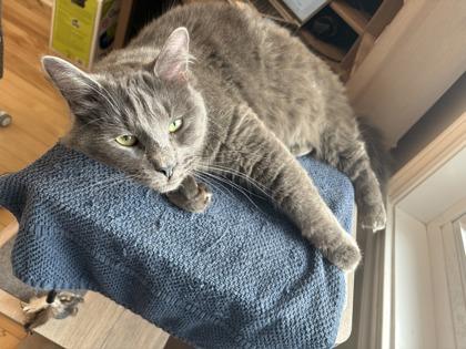 Enlarge Bleuet, a Adoptable Domestic Medium Hair in Montreal, QC image 3/3
