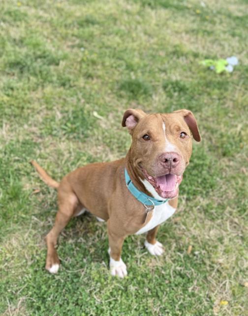 LINCOLN, Adoptable, Adult Male Terrier & Mixed Breed.