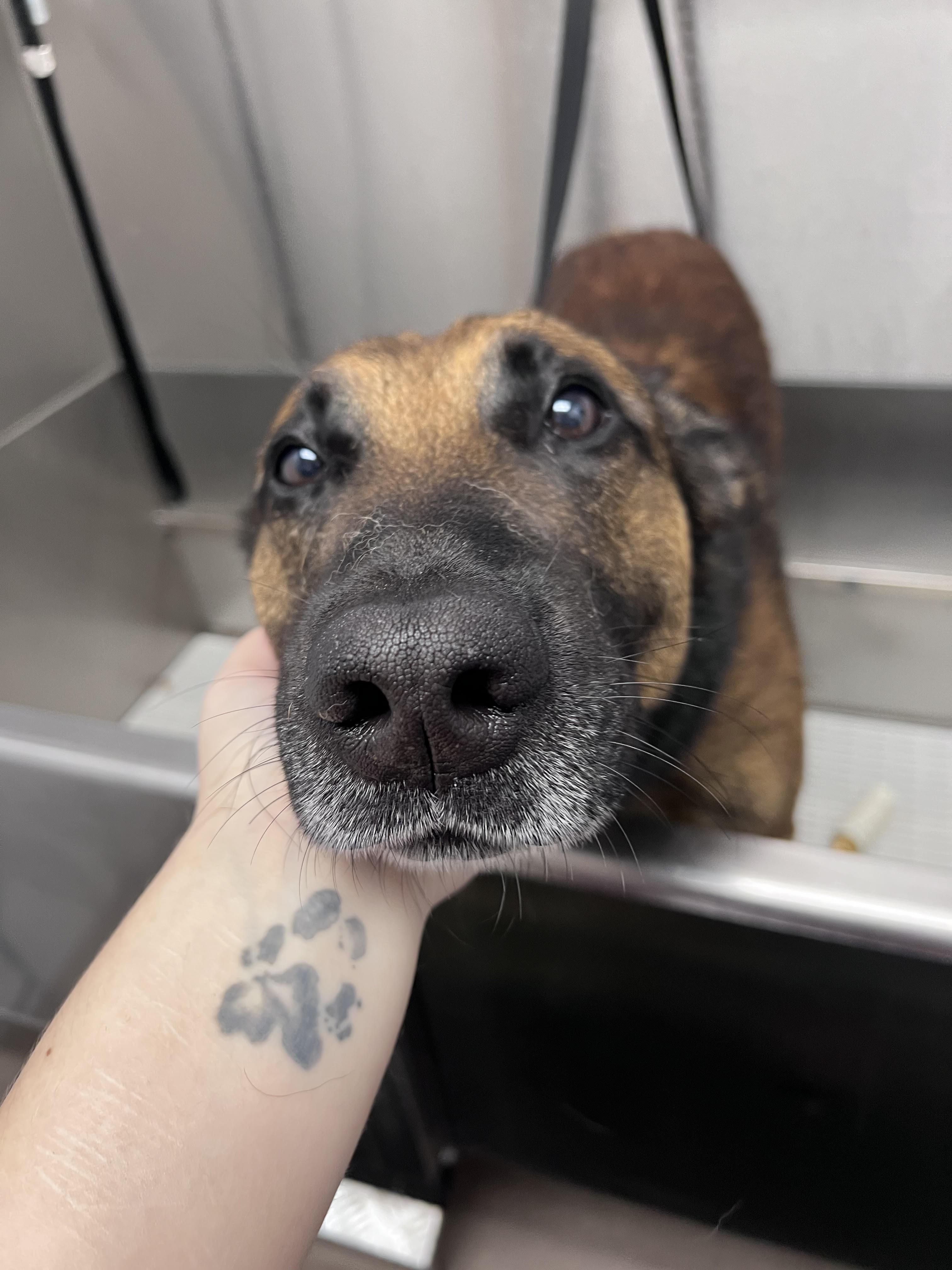 Enlarge Zeus/Courtesy Post, a ADOPTABLE Belgian Shepherd / Malinois in Medfield, MA image 2/4