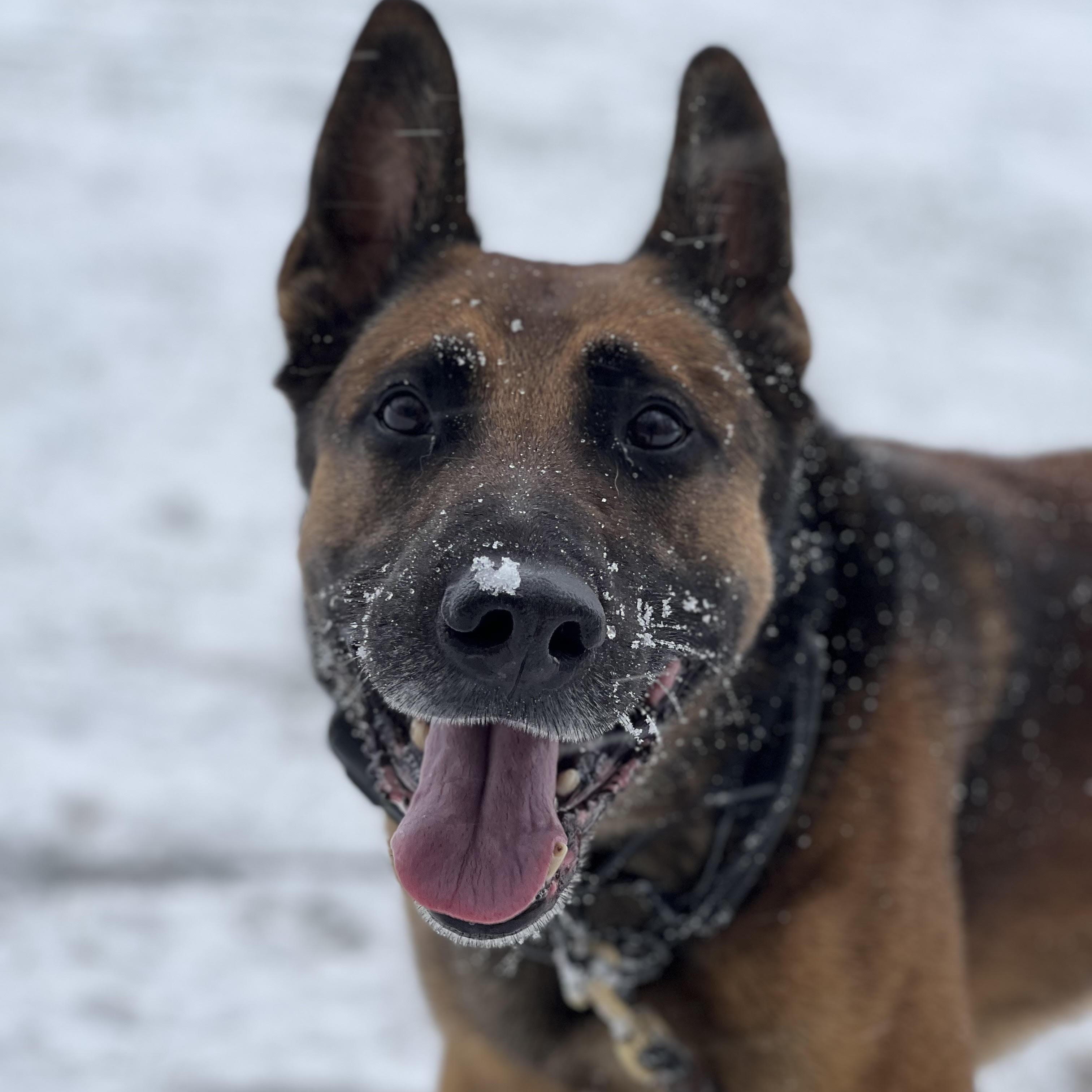 Enlarge Zeus/Courtesy Post, a ADOPTABLE Belgian Shepherd / Malinois in Medfield, MA image 1/4