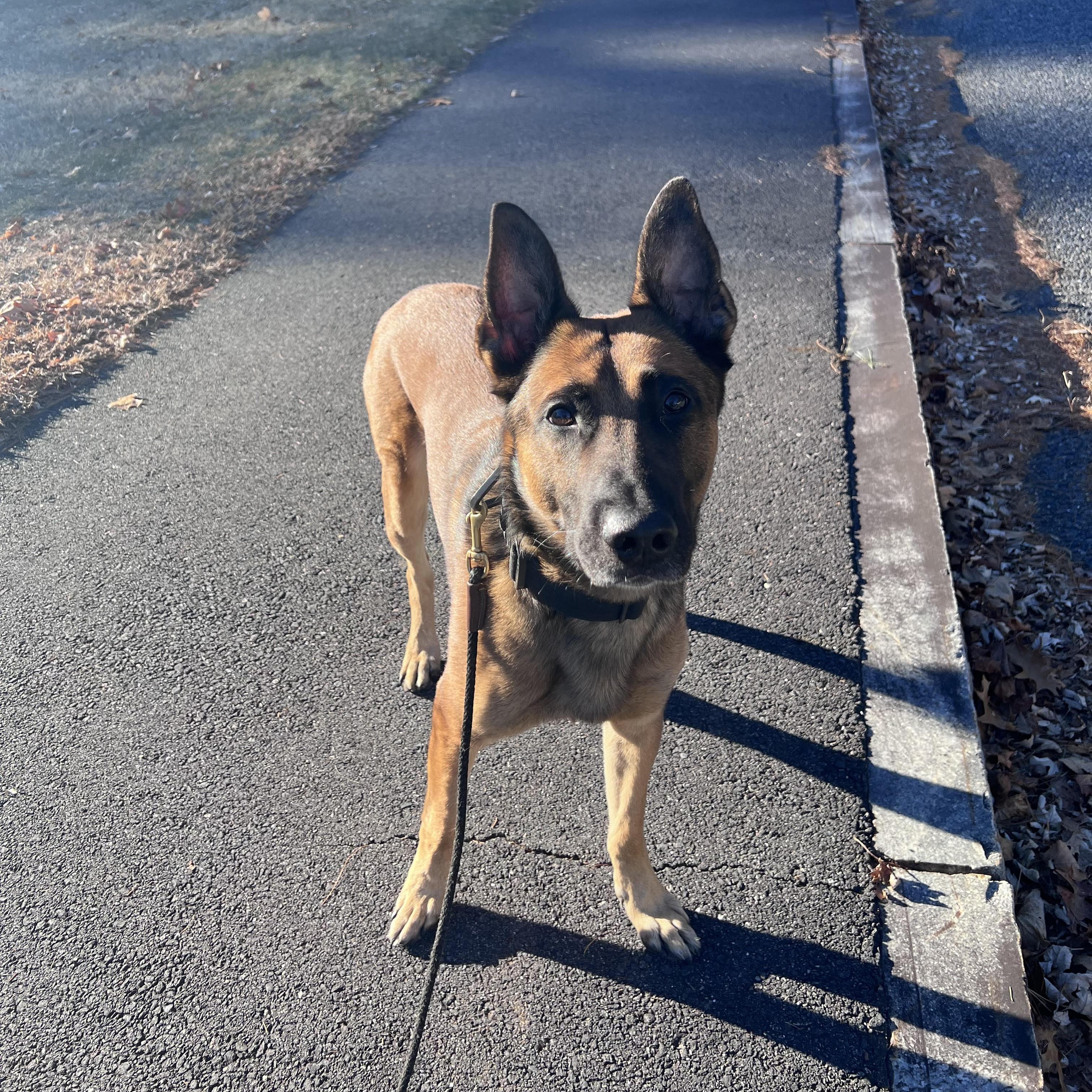 Enlarge Zeus/Courtesy Post, a ADOPTABLE Belgian Shepherd / Malinois in Medfield, MA image 3/4