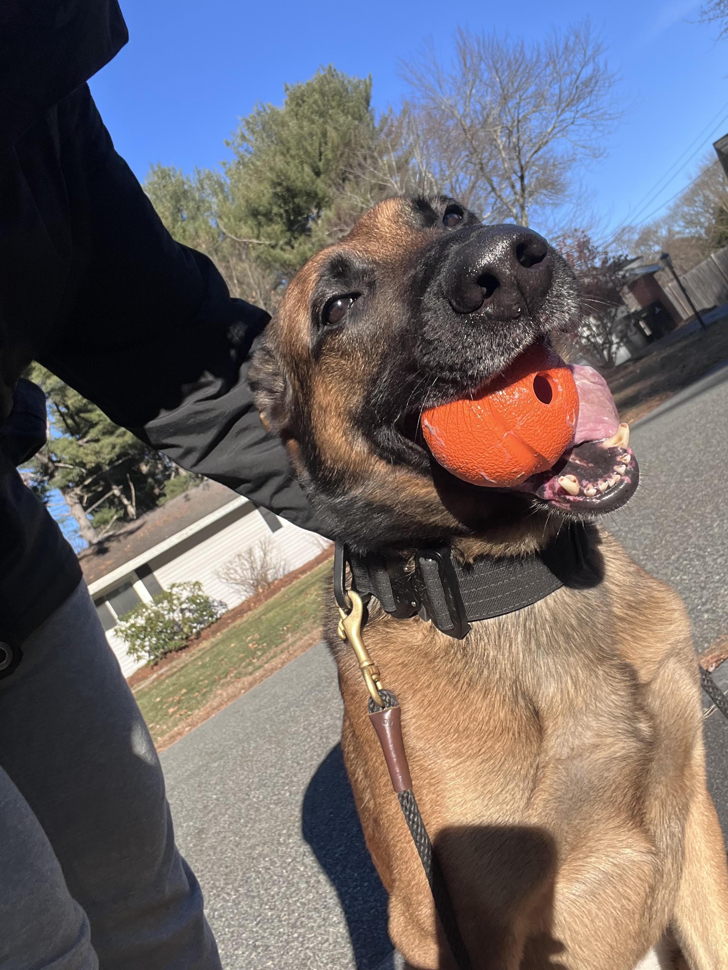 Enlarge Zeus/Courtesy Post, a ADOPTABLE Belgian Shepherd / Malinois in Medfield, MA image 4/4