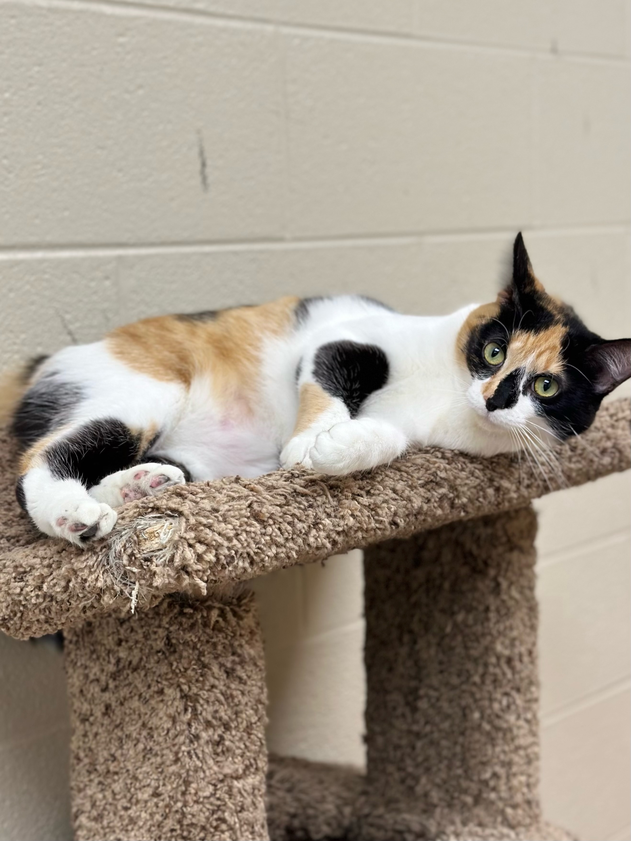 Enlarge Mini, an adoptable Calico in Valparaiso, IN image 2/2
