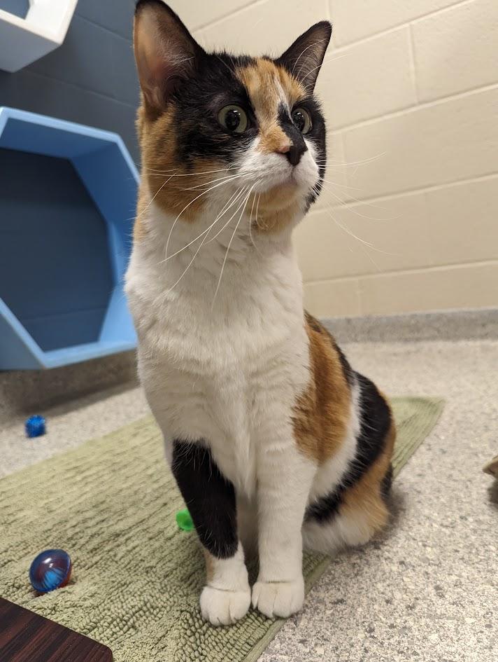 Mini, adoptable, Young Female Calico.