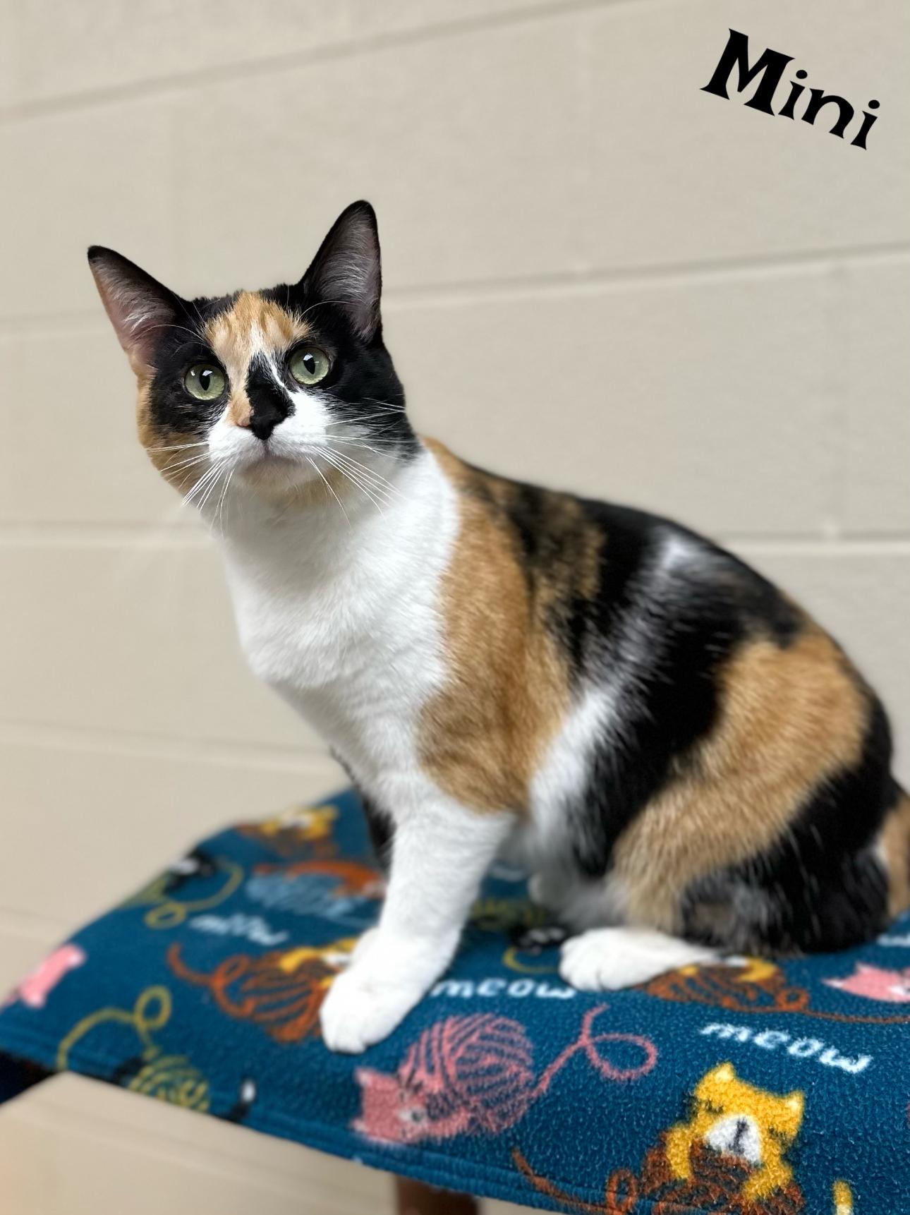 Mini, adoptable, Young Female Calico.