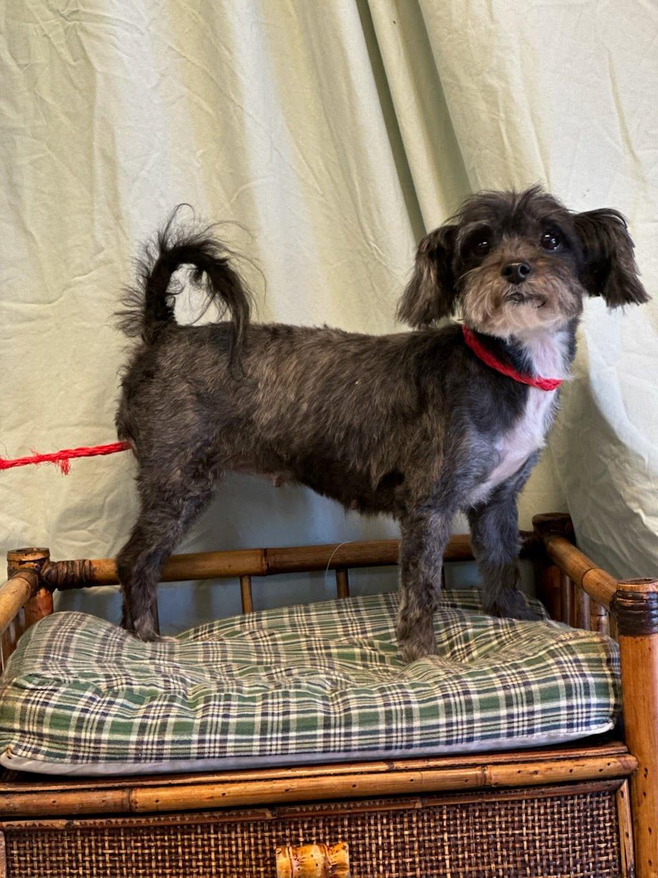 Nia, ADOPTABLE, Adult Female Maltipoo.