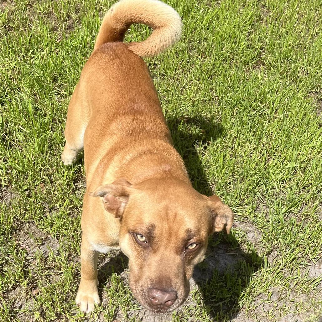 Enlarge Teddy Roosevelt, a Adoptable mixed breed in Richmond Hill, GA image 1/3