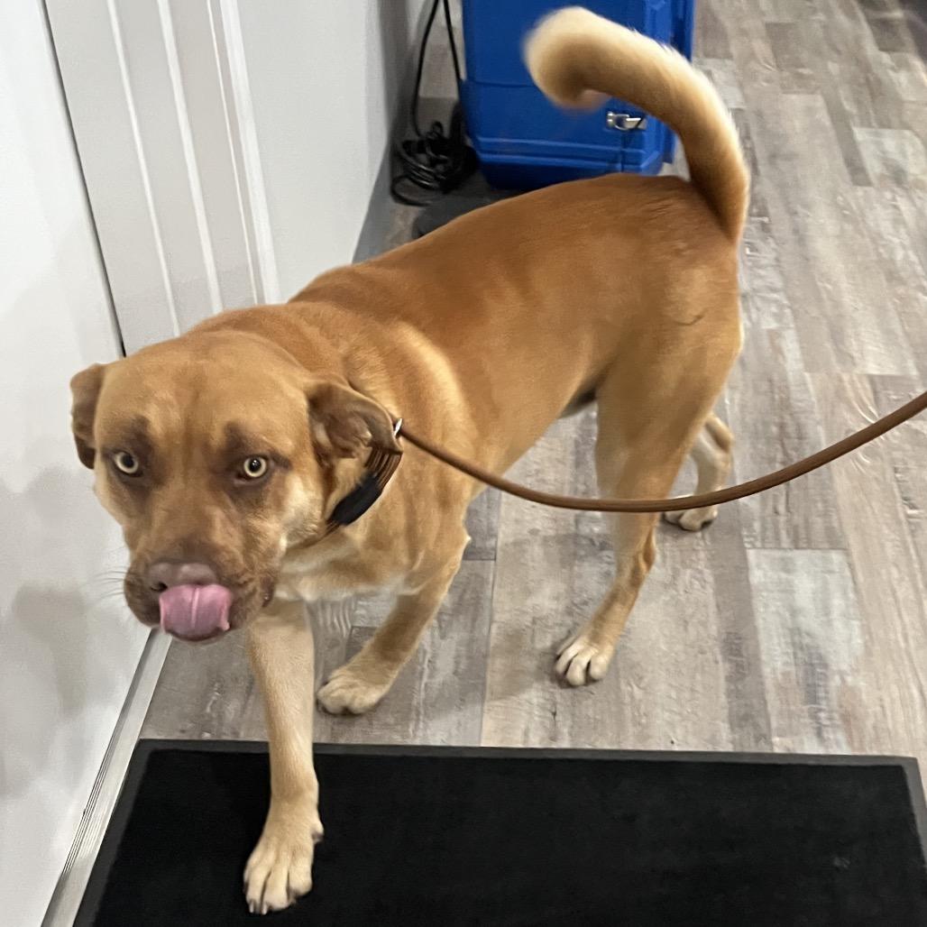 Teddy Roosevelt, Adoptable, Young Male Akita & Chesapeake Bay Retriever.