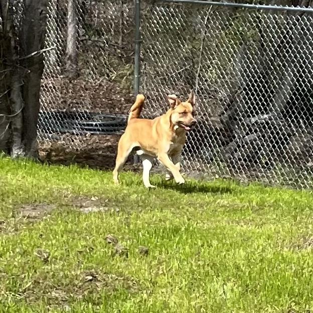 Enlarge Teddy Roosevelt, a Adoptable mixed breed in Richmond Hill, GA image 3/3