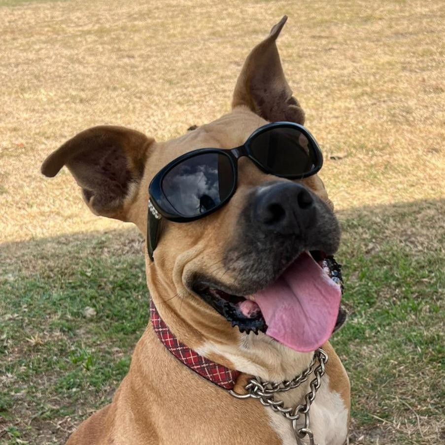 Aquiles, Adoptable, Adult Male Terrier & Mixed Breed.