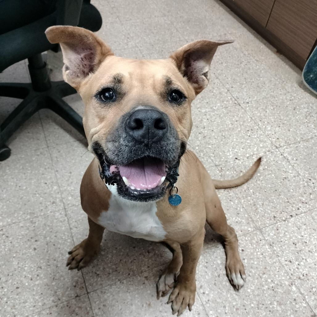 Aquiles, a Adoptable mixed breed in Vieques, PR image 2/6
