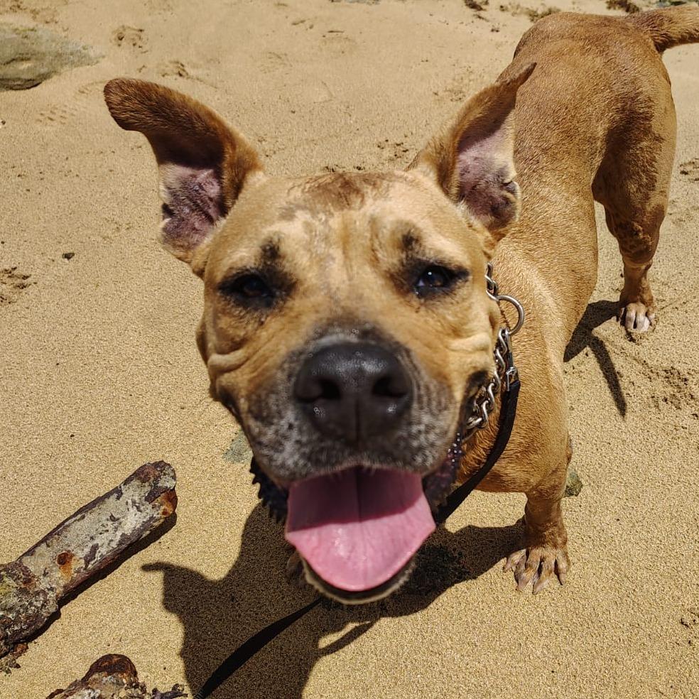 Aquiles, a Adoptable mixed breed in Vieques, PR image 3/6