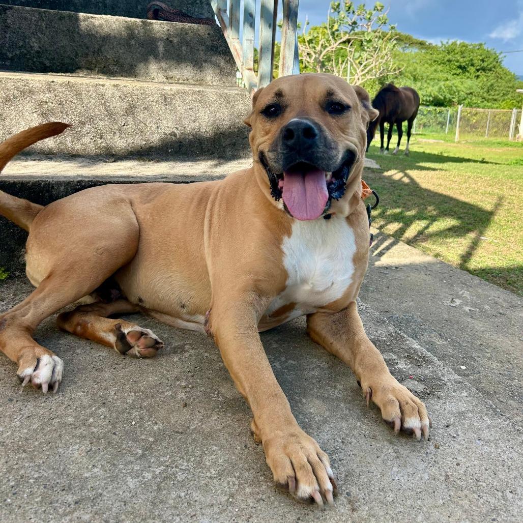 Enlarge Aquiles, a Adoptable mixed breed in Vieques, PR image 4/6