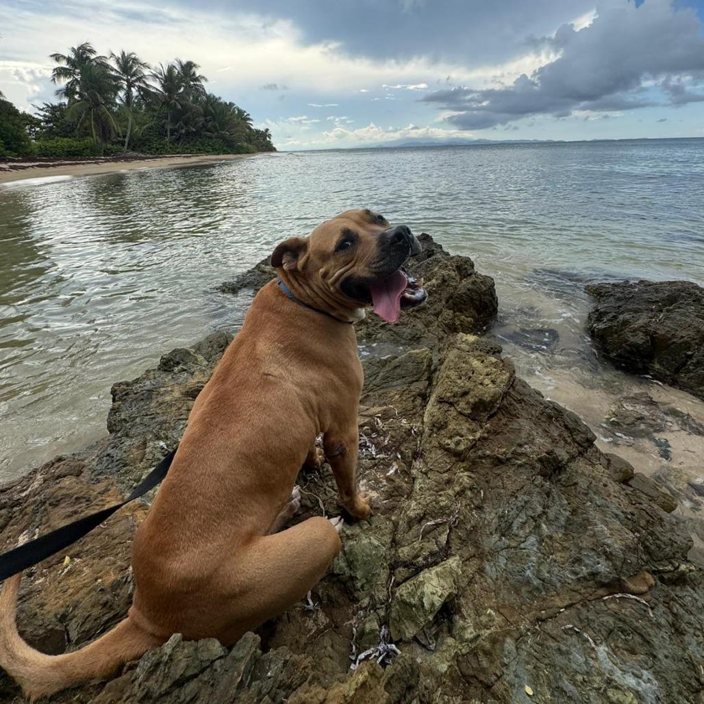 Aquiles, a Adoptable mixed breed in Vieques, PR image 4/6