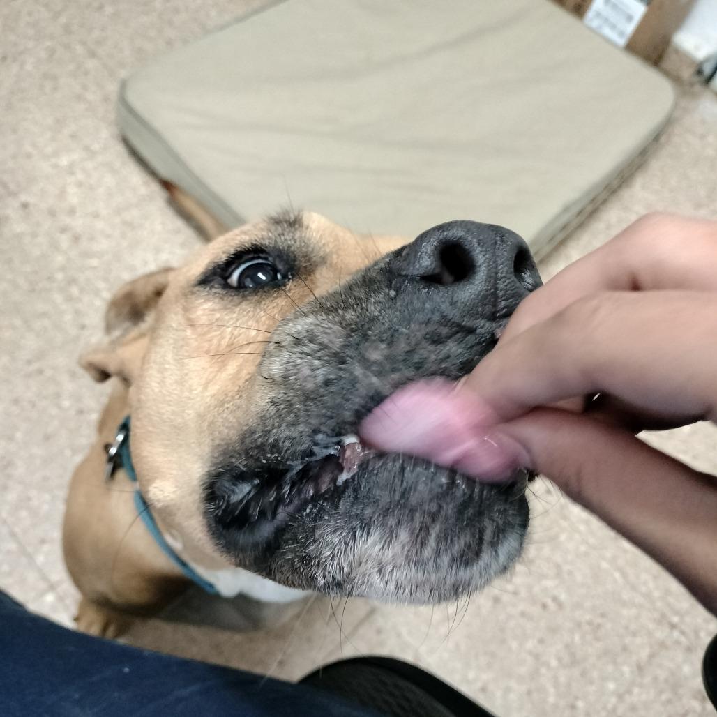 Aquiles, a Adoptable mixed breed in Vieques, PR image 5/6