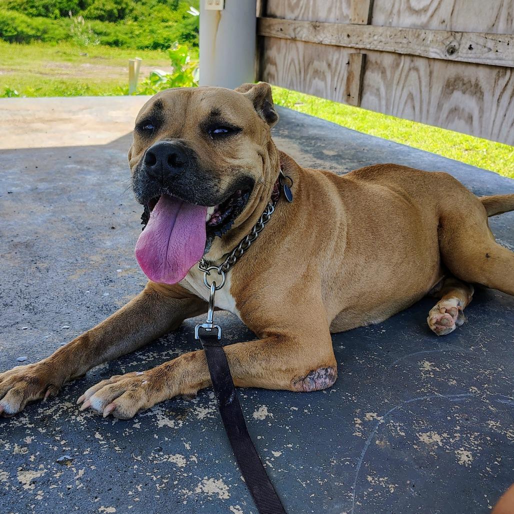 Aquiles, a Adoptable mixed breed in Vieques, PR image 6/6