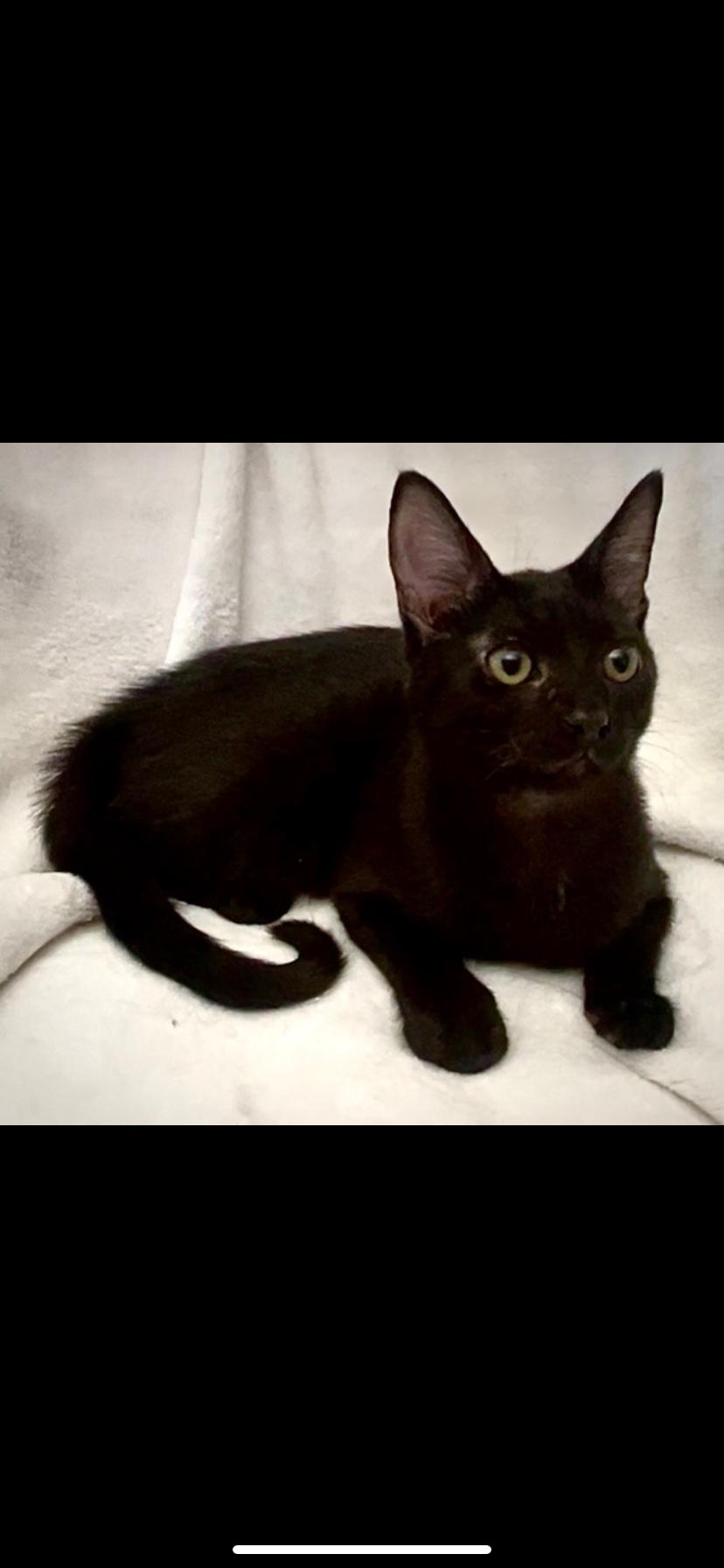 Enlarge Jasper, an adopted Domestic Short Hair in Waveland, IN image 1/2