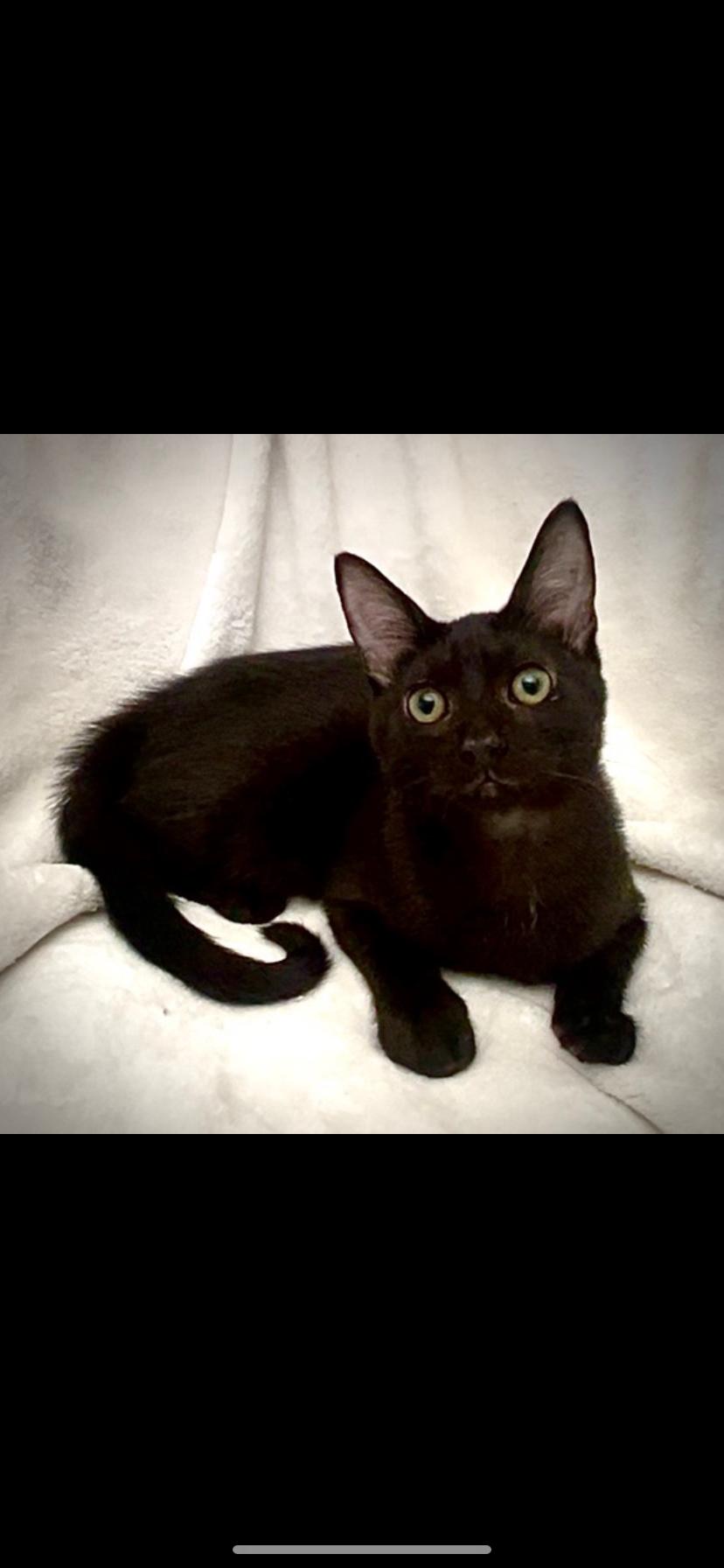 Enlarge Jasper, an adopted Domestic Short Hair in Waveland, IN image 2/2