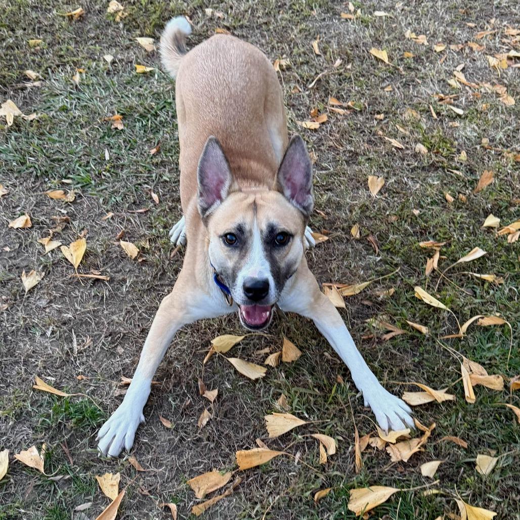 Nelly, Adoptable, Adult Female Mixed Breed.