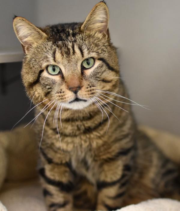 Enlarge Florida Man, a Adoptable Domestic Short Hair in Marietta, GA image 1/4