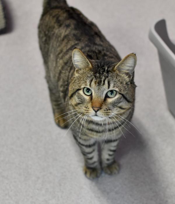 Enlarge Florida Man, a Adoptable Domestic Short Hair in Marietta, GA image 2/4