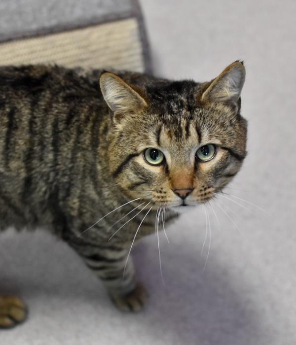 Enlarge Florida Man, a Adoptable Domestic Short Hair in Marietta, GA image 3/4