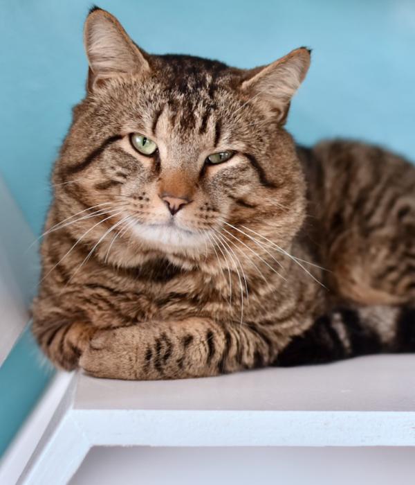 Enlarge Florida Man, a Adoptable Domestic Short Hair in Marietta, GA image 4/4