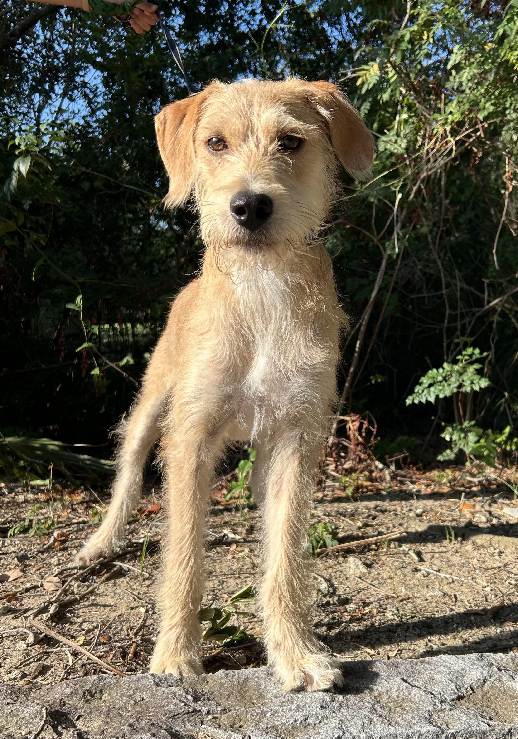 Benji, a ADOPTABLE mixed breed in Mt Pleasant, SC image 3/6